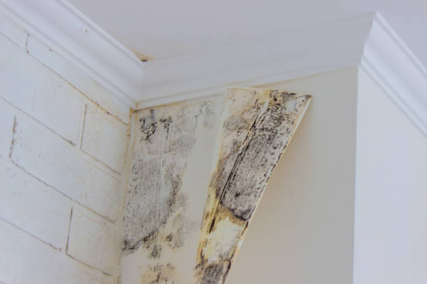 Best Mold Damage Restoration  in Belmont, PA